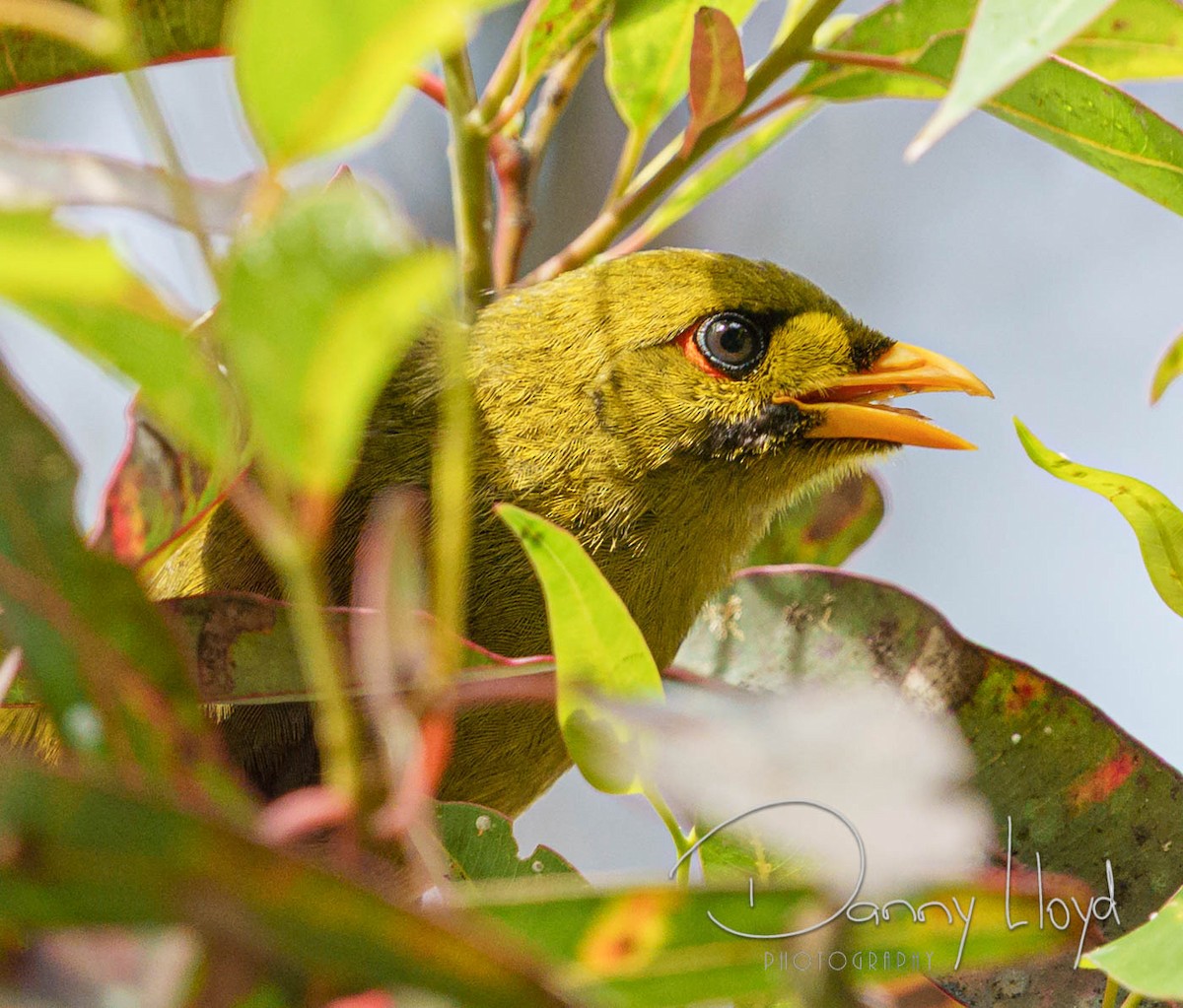 Bell Miner - ML638169229