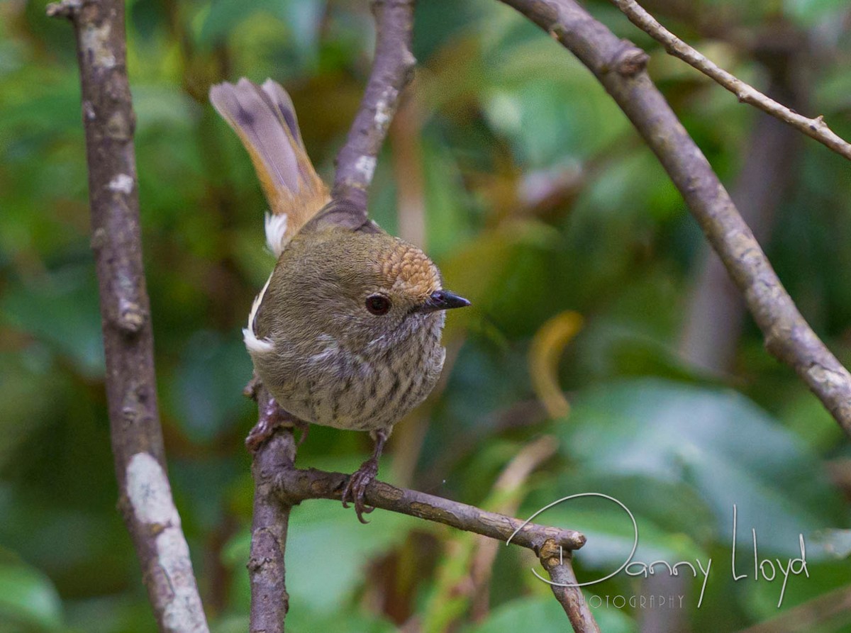 Brown Thornbill - ML638169236