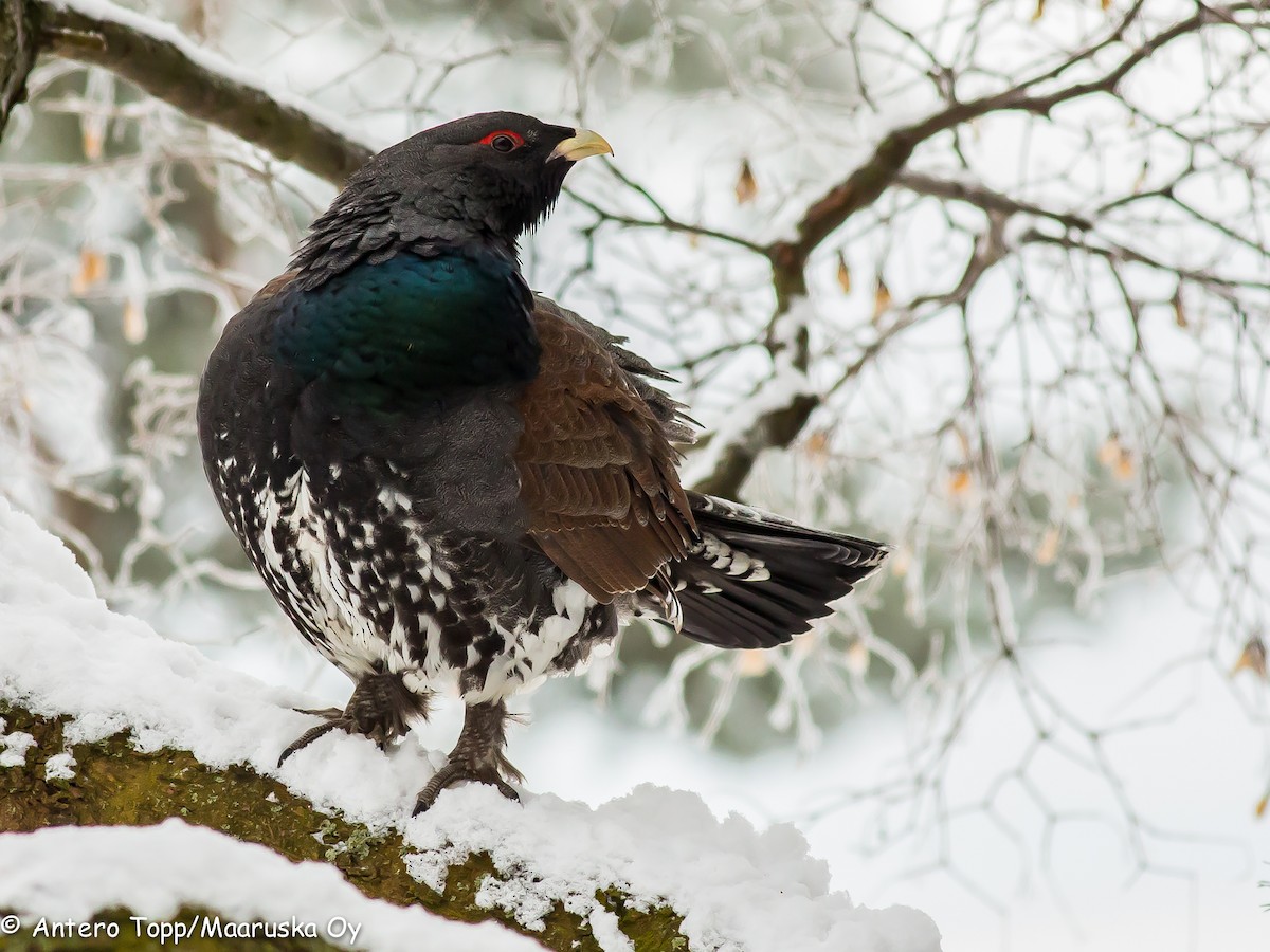 Western Capercaillie - ML638169240