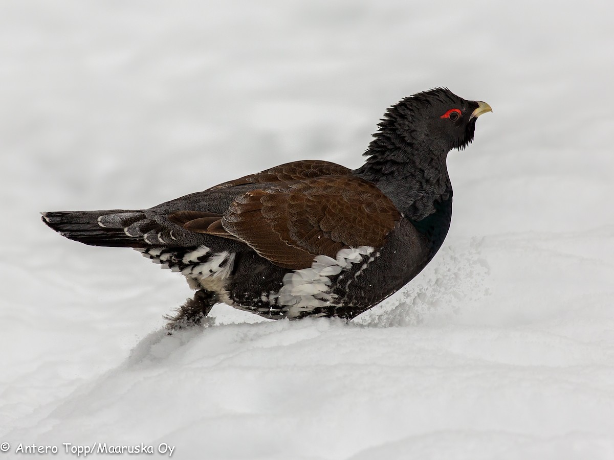 Western Capercaillie - ML638169241