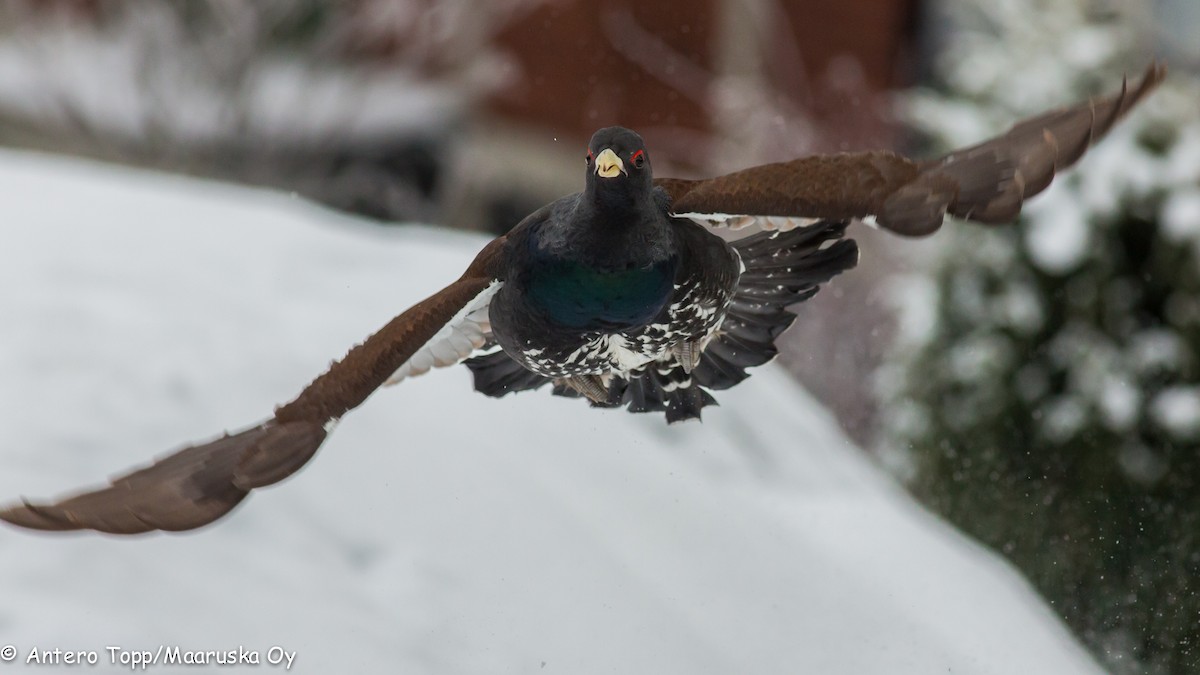 Western Capercaillie - ML638169242