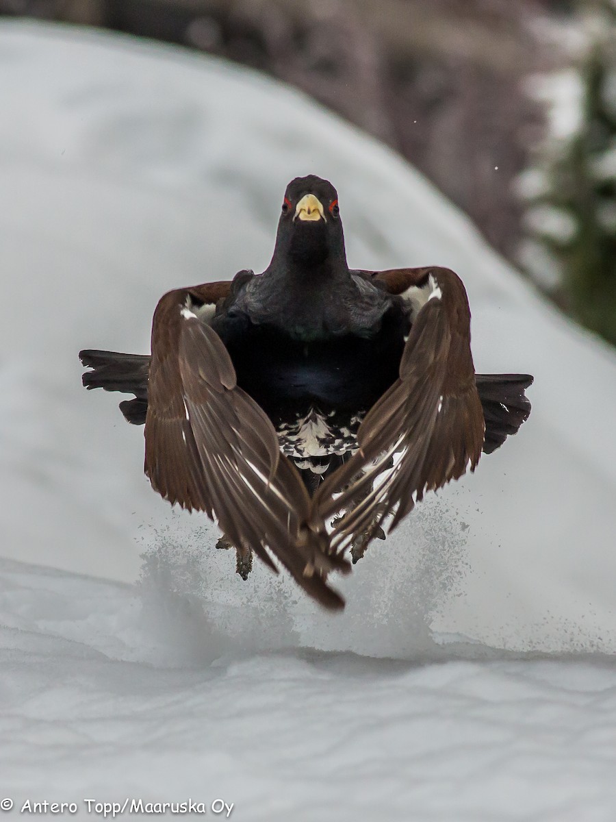 Western Capercaillie - ML638169244
