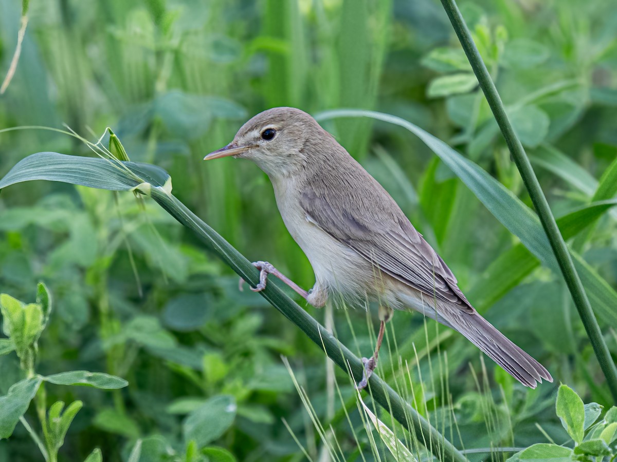 Eastern Olivaceous Warbler - ML638169257