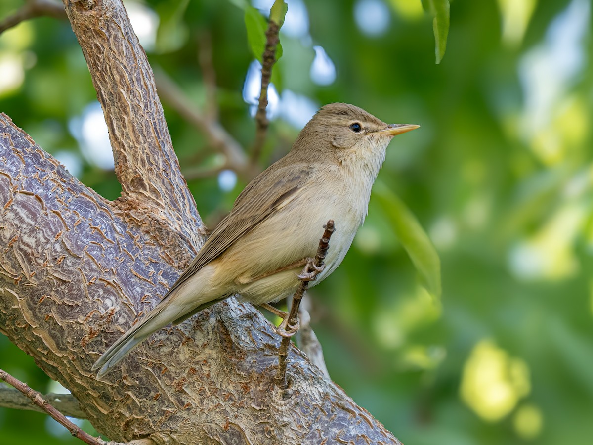 Eastern Olivaceous Warbler - ML638169258