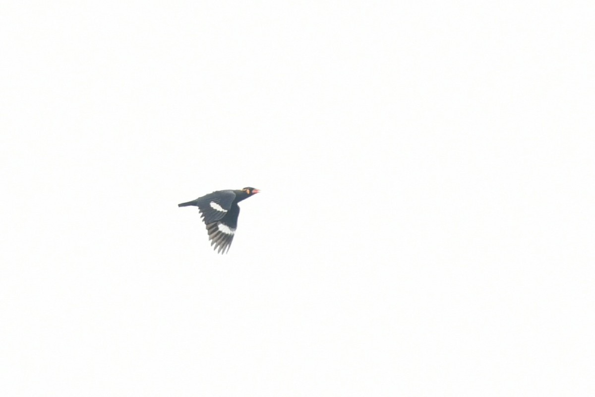 Common Hill Myna - ML638169310