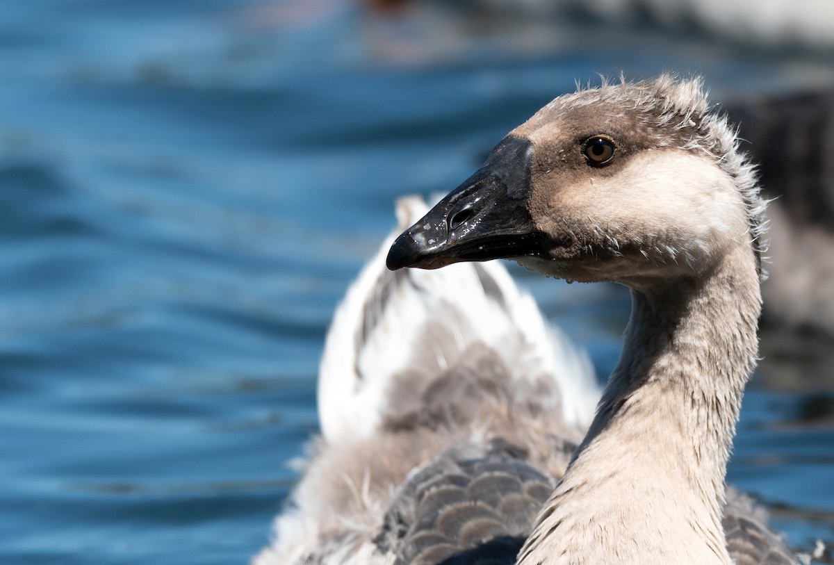 Domestic goose sp. (Domestic type) - ML638169332