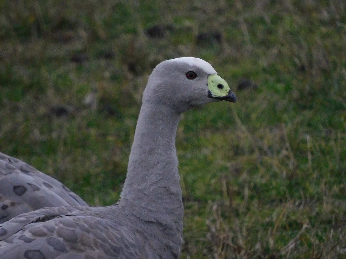 Céréopse cendré - ML638169344