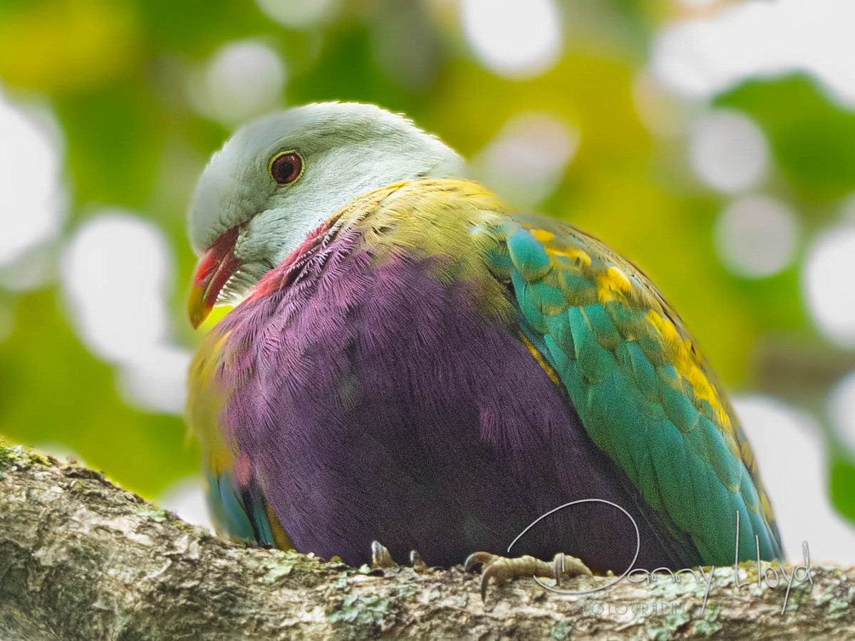 Wompoo Fruit-Dove - ML638169353