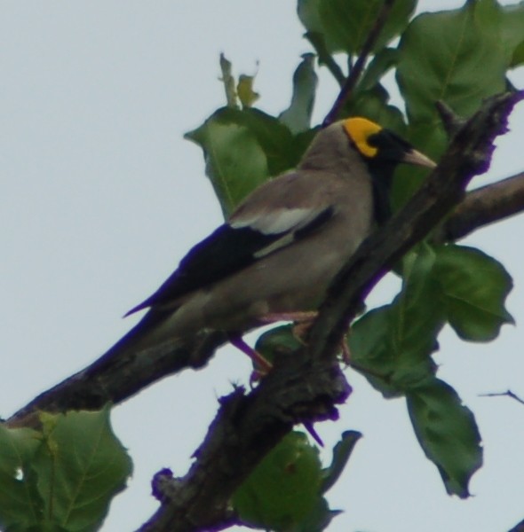 Wattled Starling - ML638169361