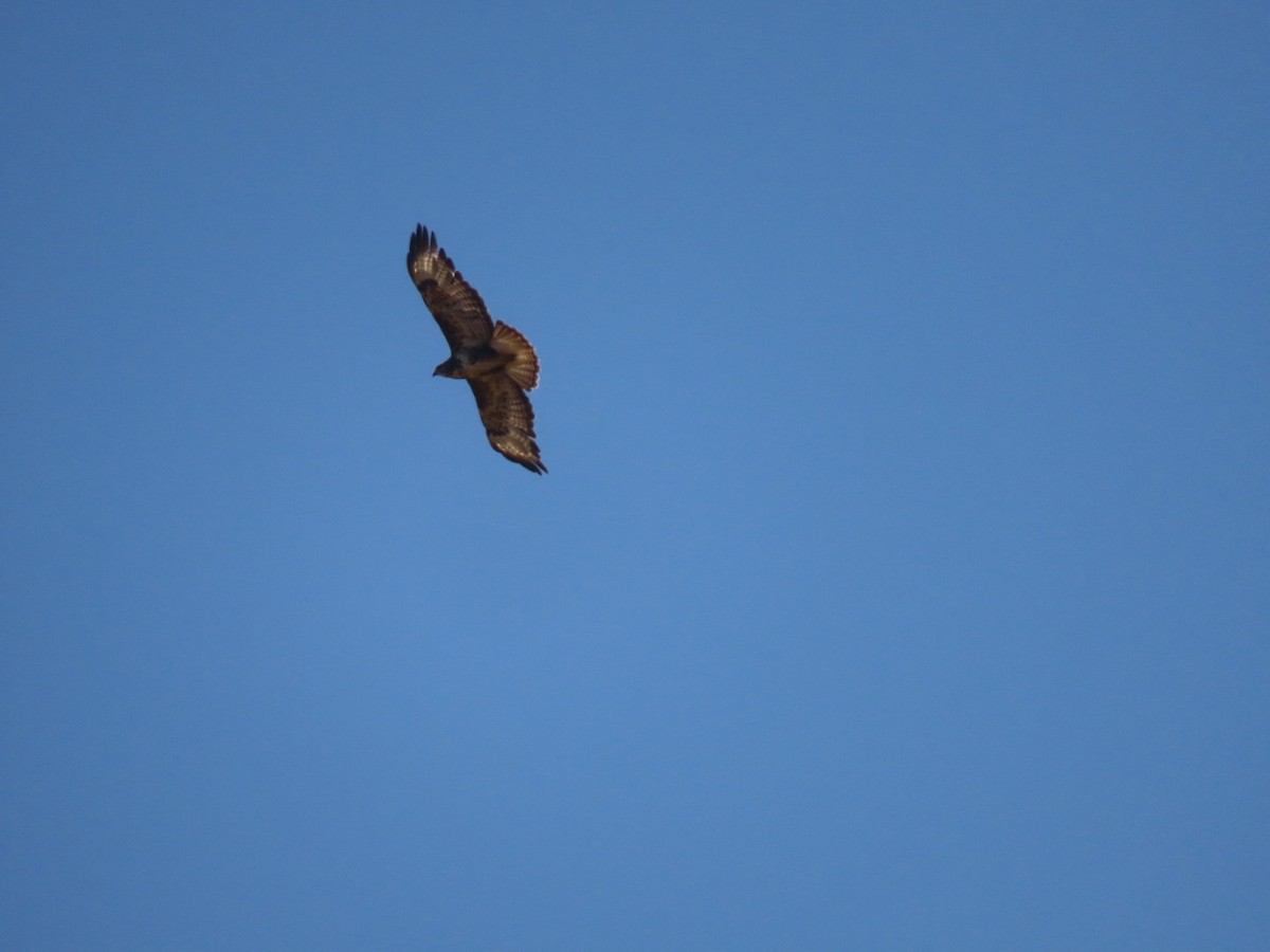Buse variable - ML638169362