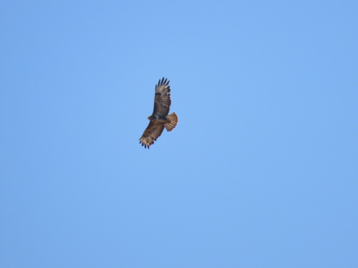 Buse variable - ML638169363