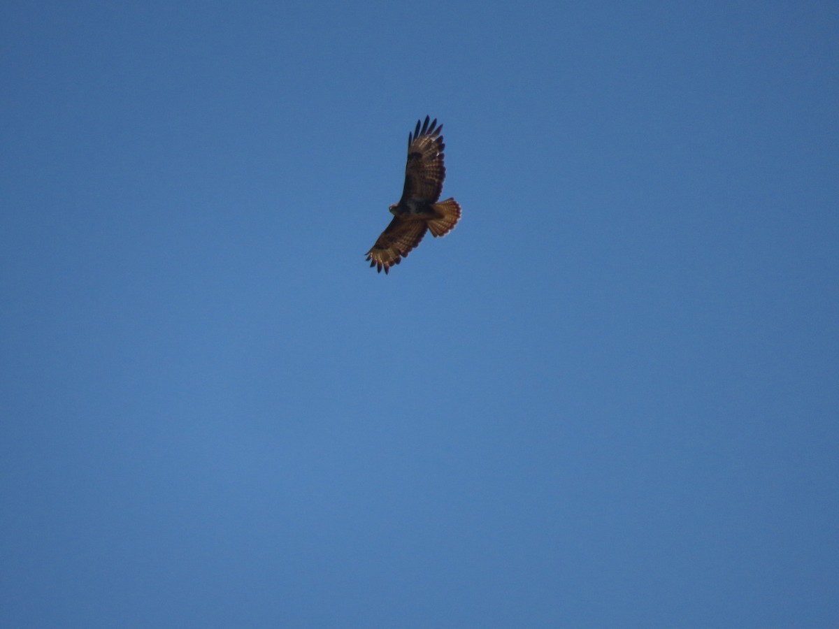 Buse variable - ML638169364