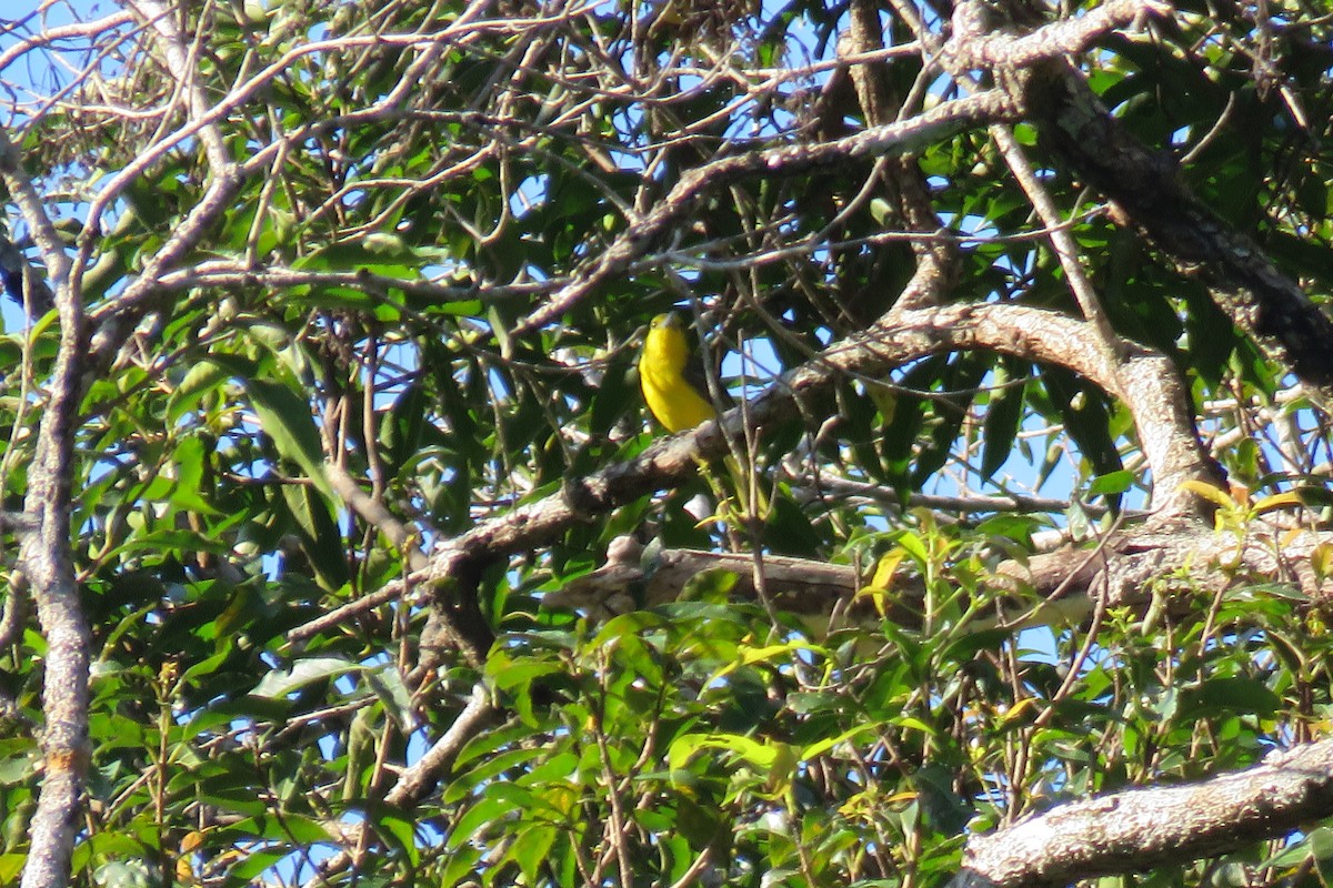 Common Iora - ML638169396