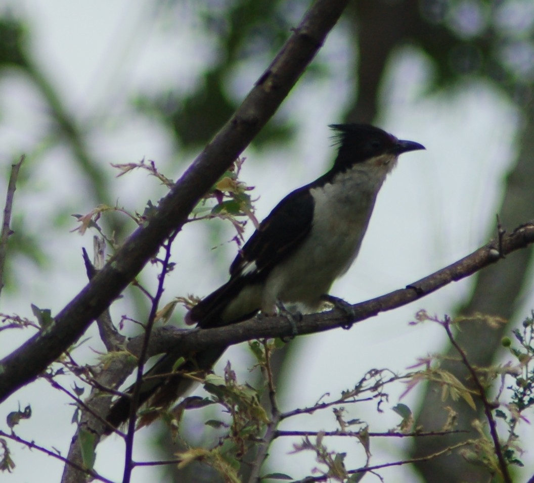 Pied Cuckoo - ML638169407
