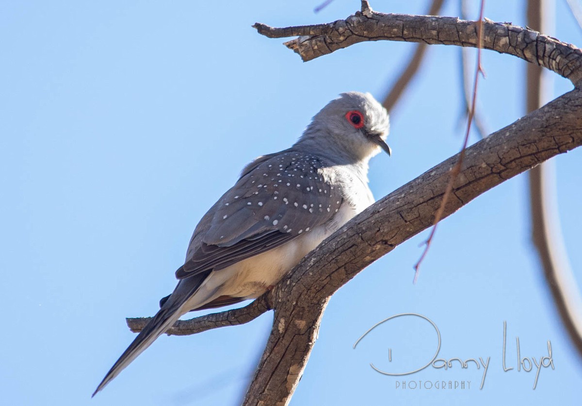 Diamond Dove - ML638169408