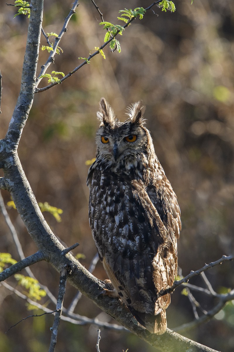 Rock Eagle-Owl - ML638169418