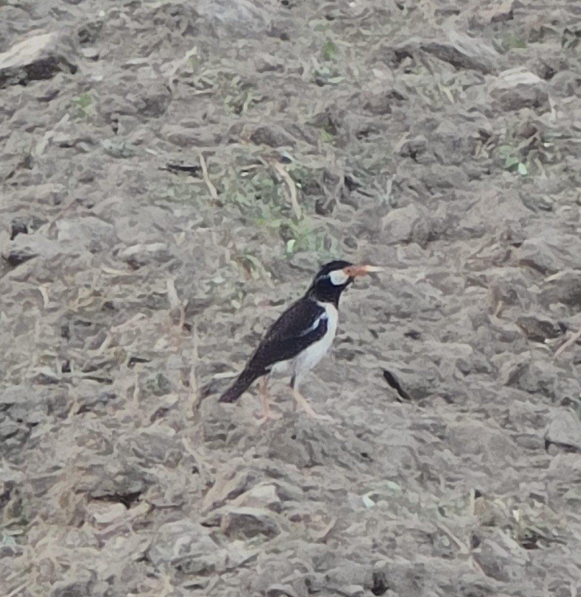Indian Pied Starling - ML638169446