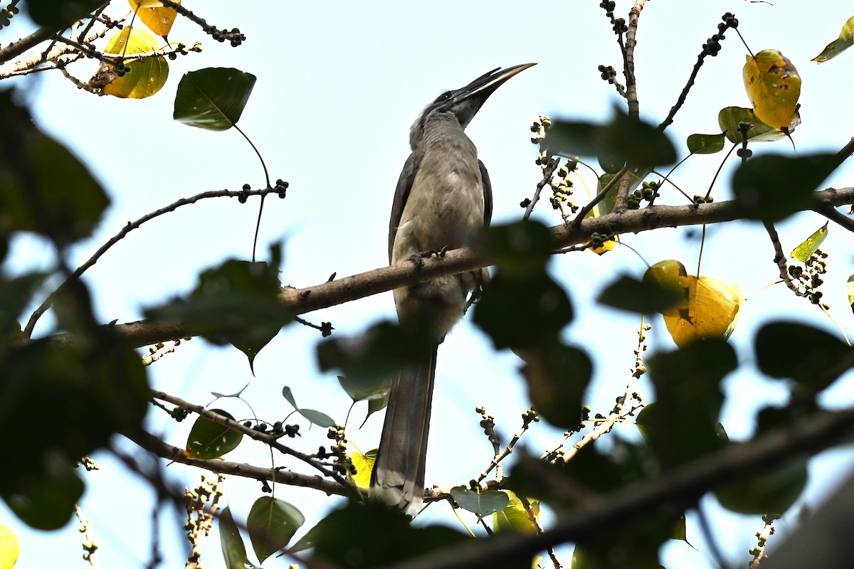 Indian Gray Hornbill - ML638169481