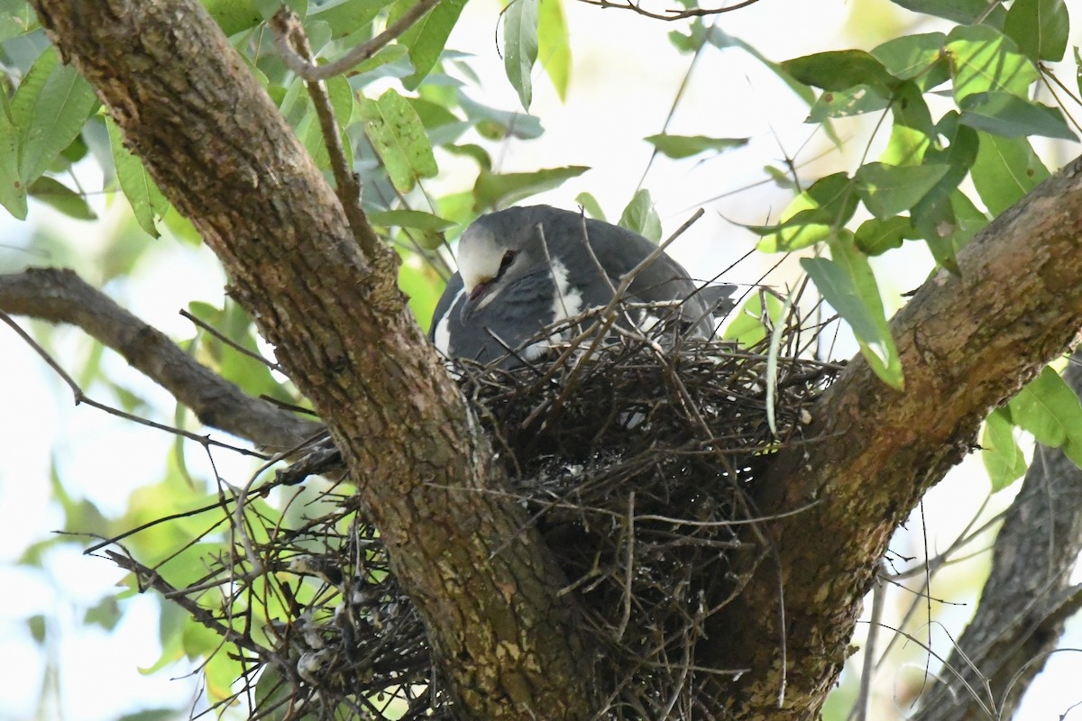 Wonga Pigeon - ML638169521
