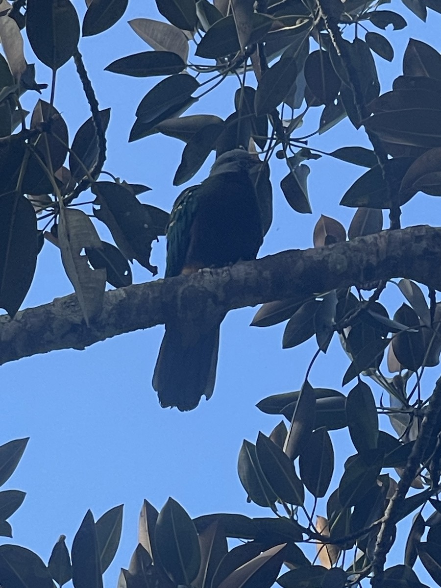 Wompoo Fruit-Dove - ML638169525