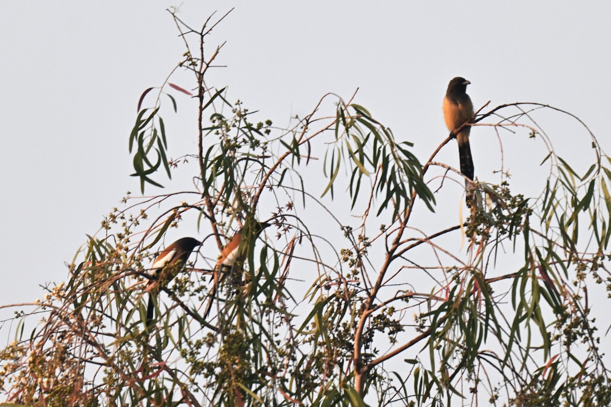 Rufous Treepie - ML638169553