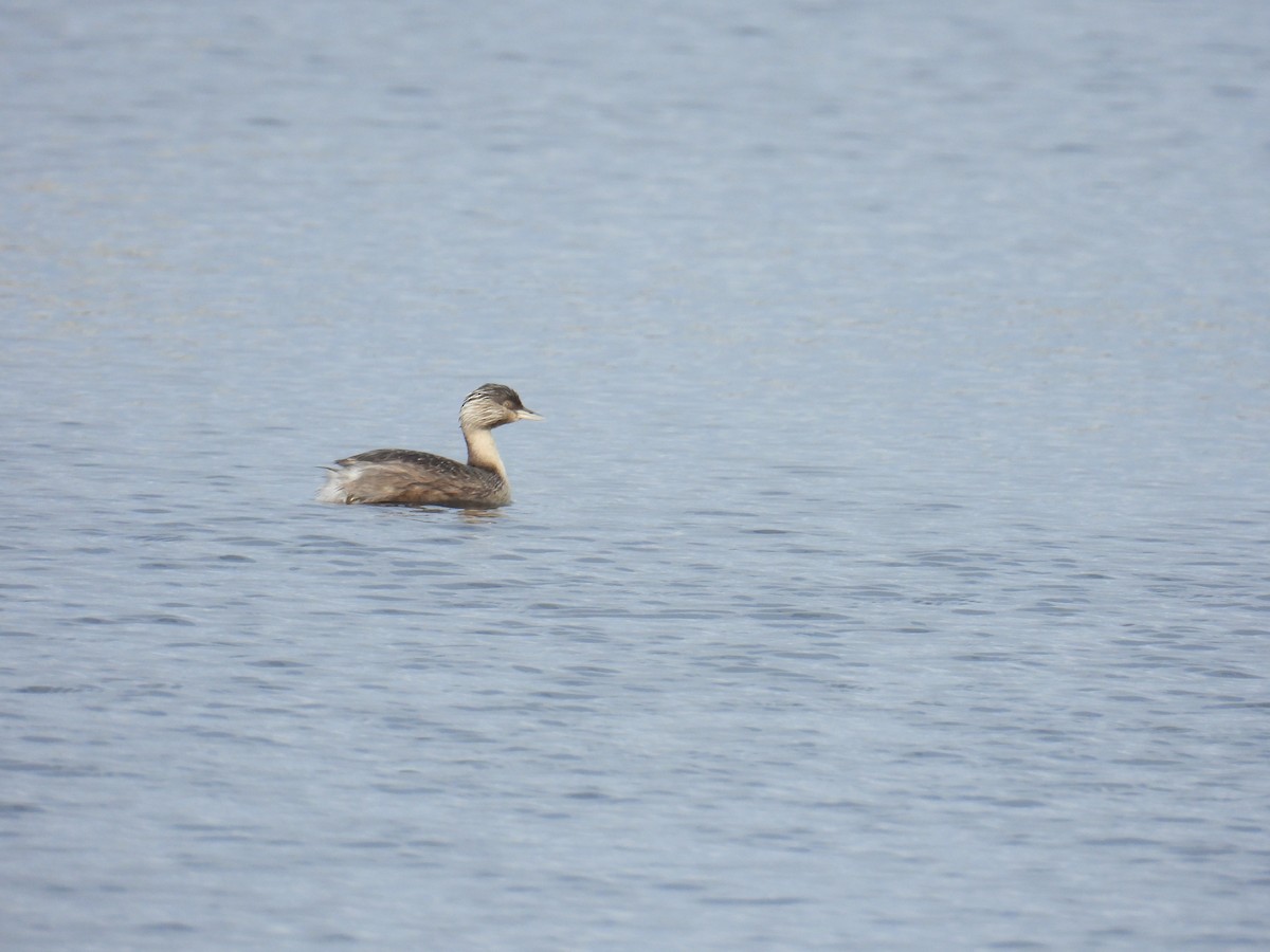 Hoary-headed Grebe - ML638169570