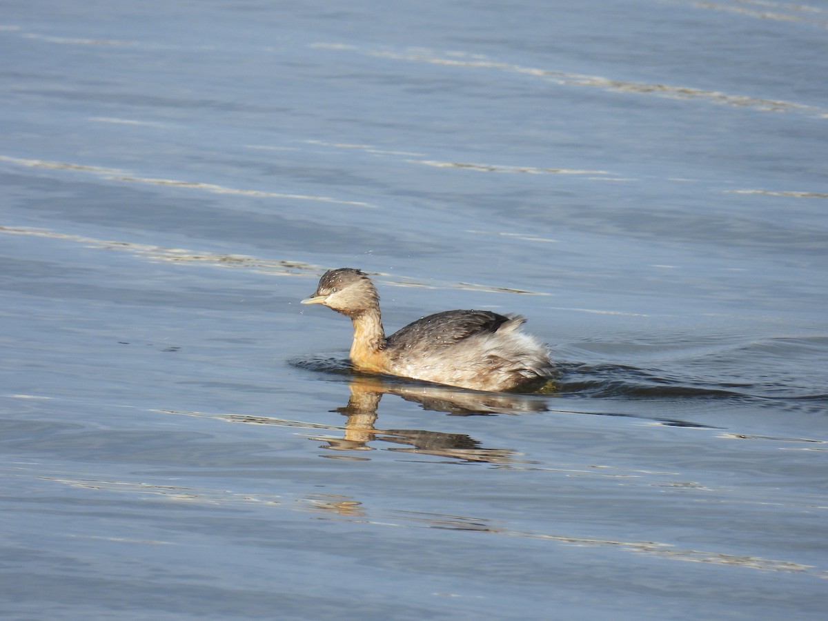 Hoary-headed Grebe - ML638169572
