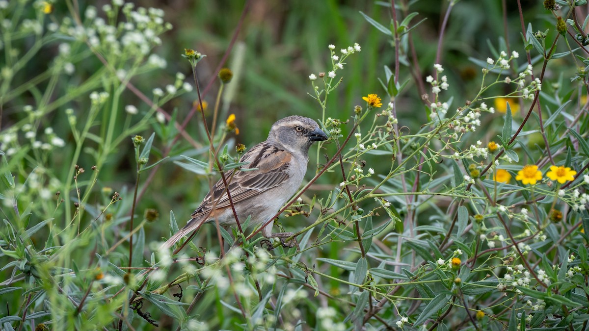 Kenya Rufous Sparrow - ML638169576