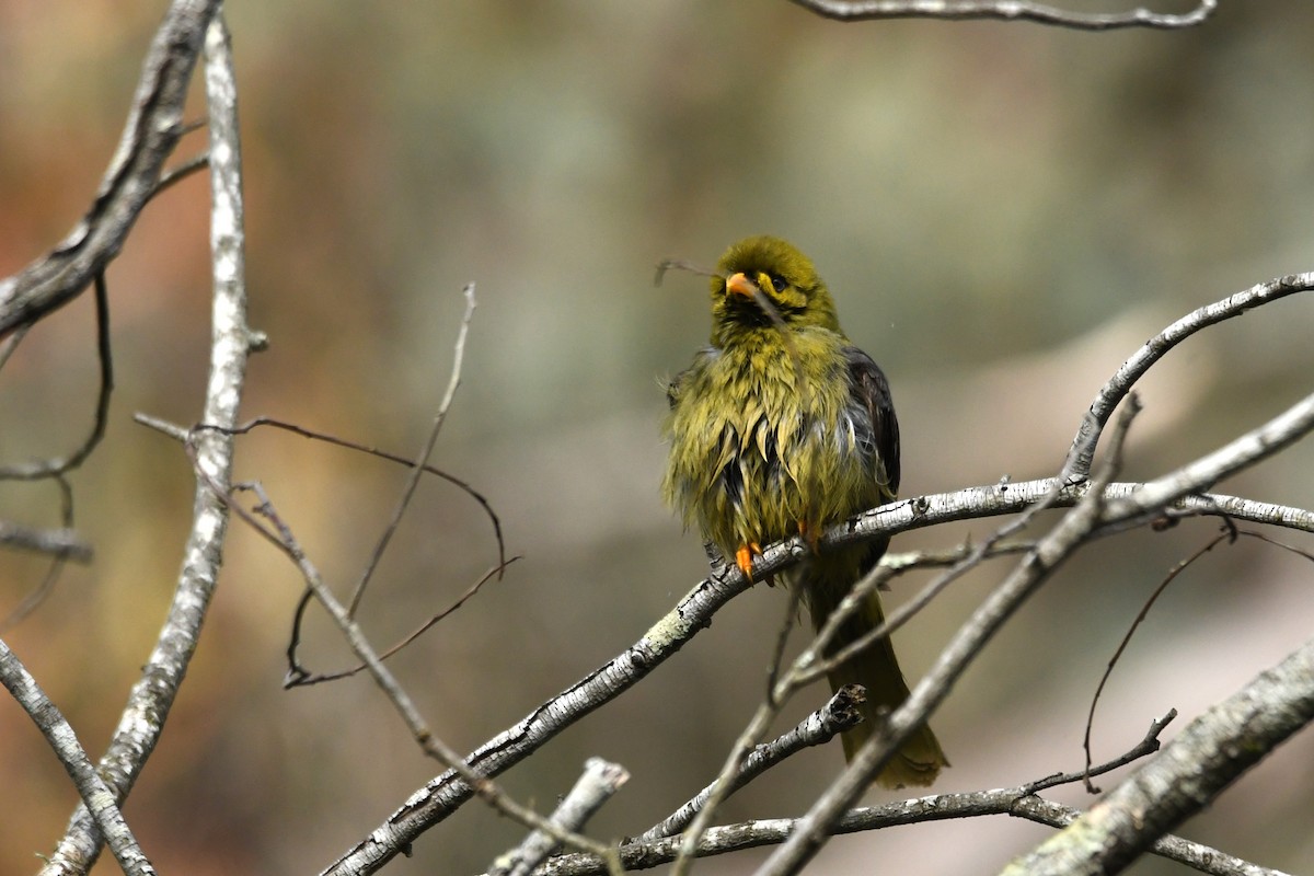 Bell Miner - ML638169577