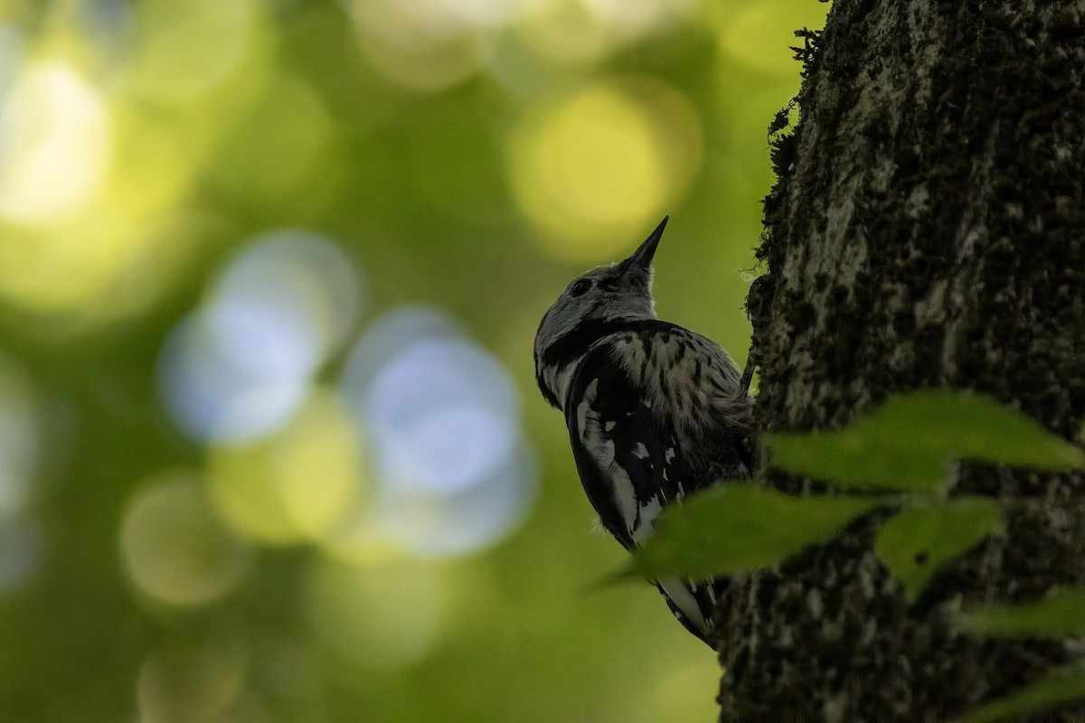 Middle Spotted Woodpecker - ML638169579