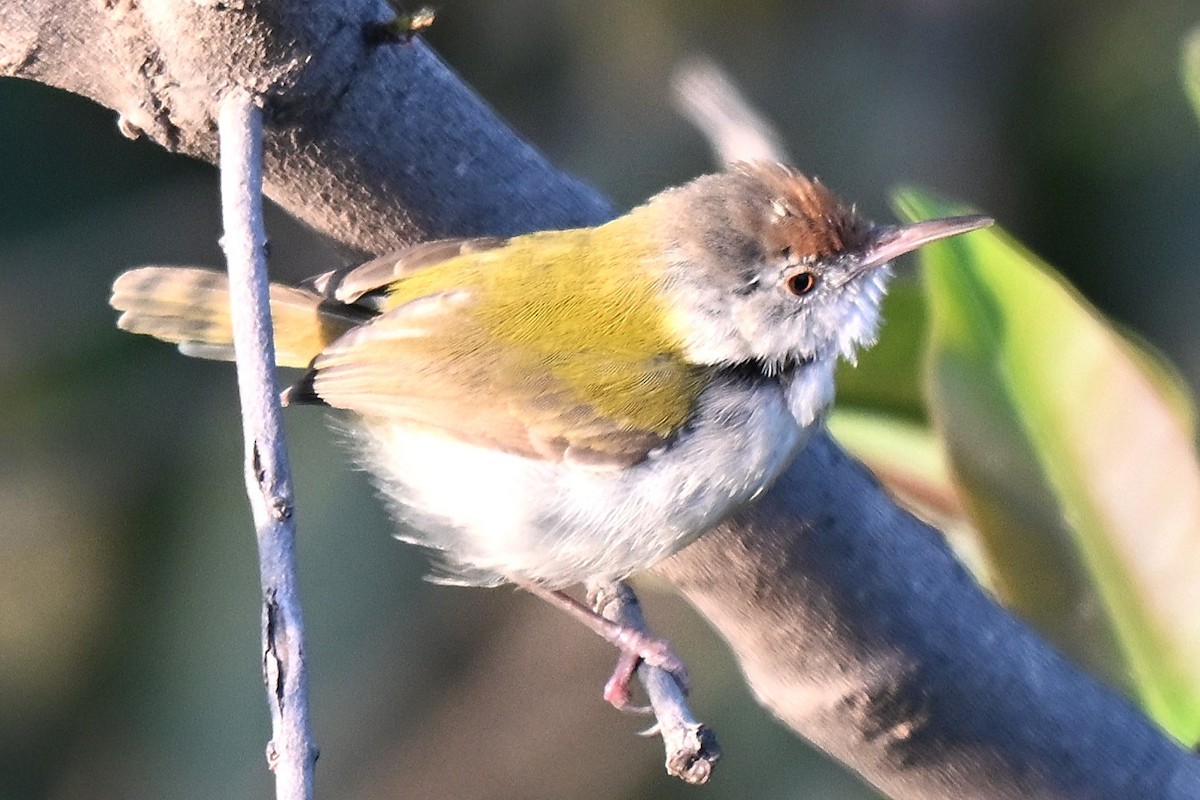 Common Tailorbird - ML638169580