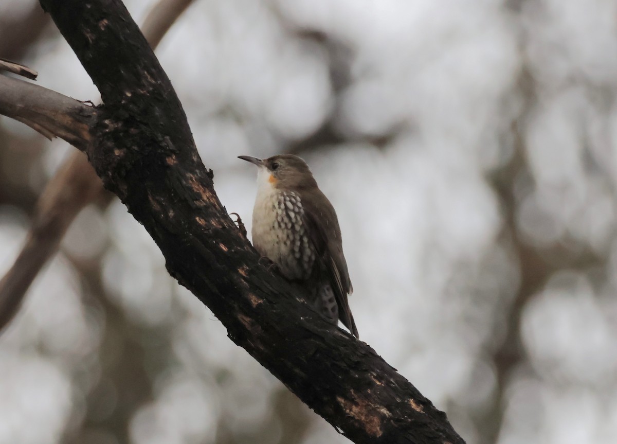 White-throated Treecreeper - ML638169581