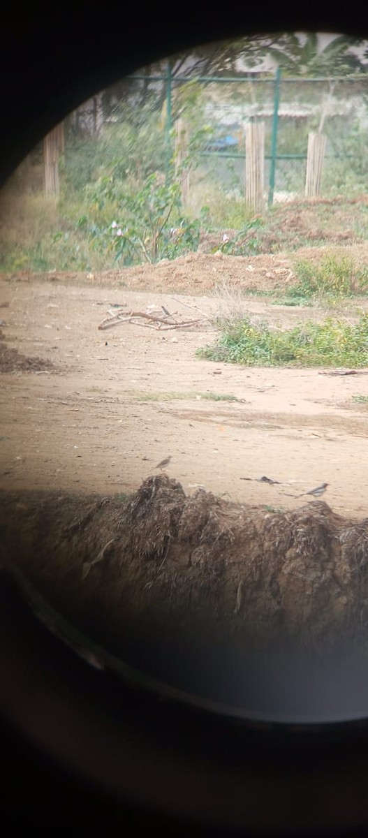 White-browed Wagtail - ML638169582
