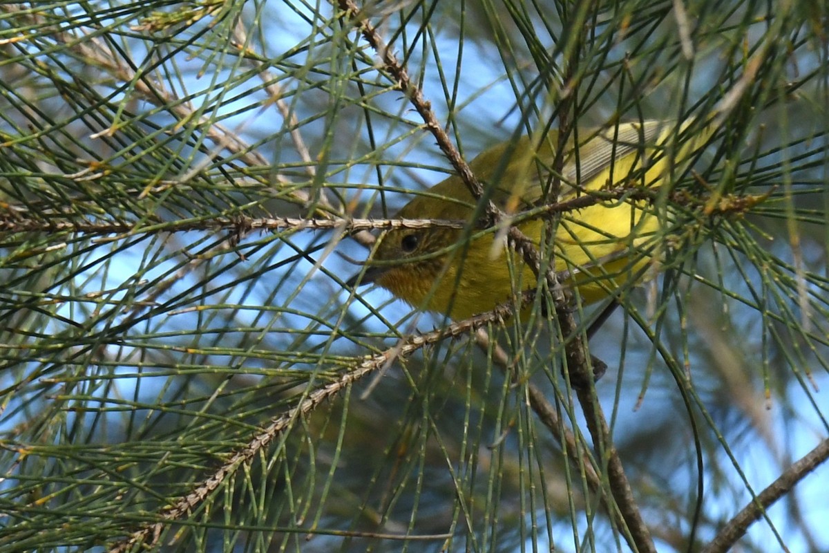Yellow Thornbill - ML638169584