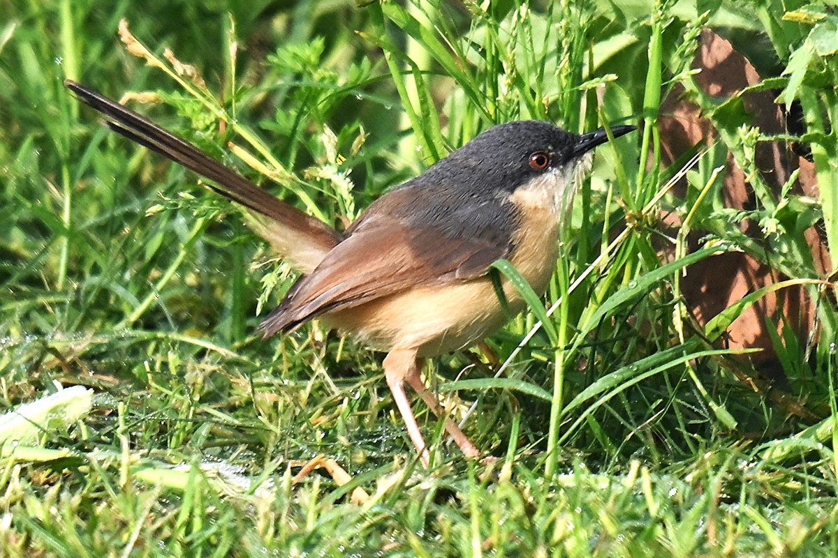 Ashy Prinia - ML638169591