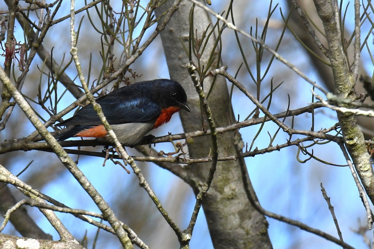 Mistletoebird - ML638169595