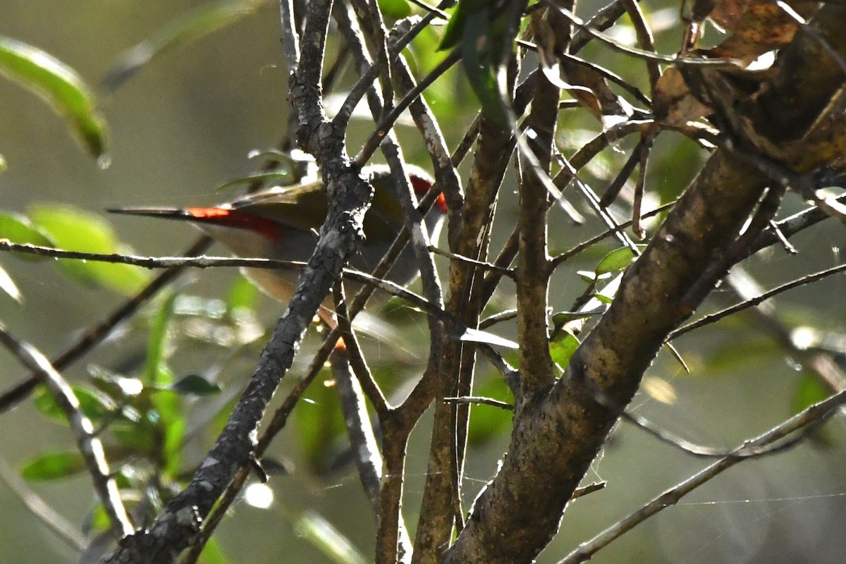 Red-browed Firetail - ML638169597