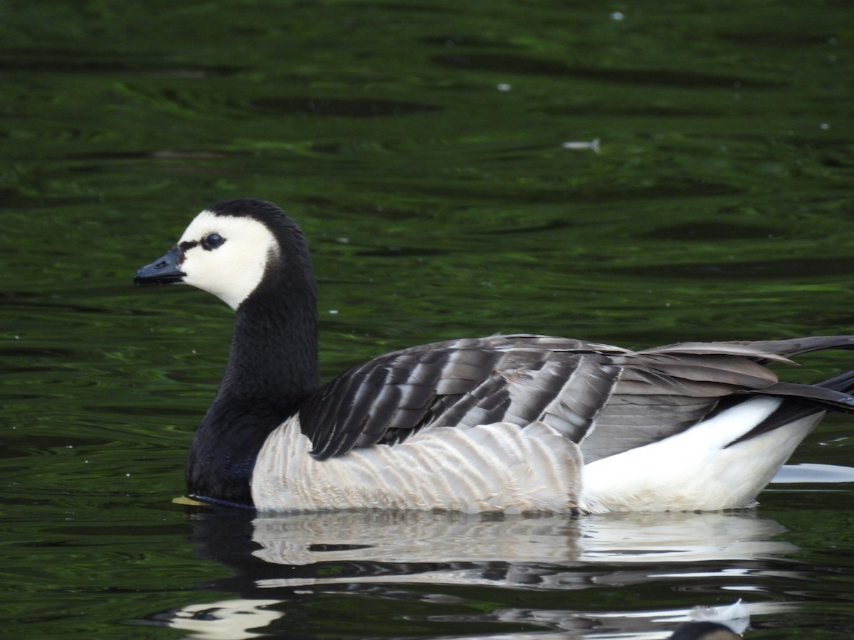 Barnacle Goose - ML638169611