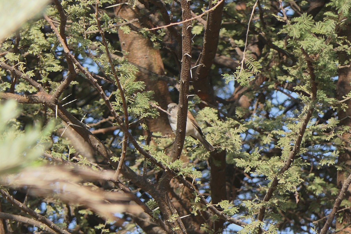 Northern Gray-headed Sparrow - ML638169615