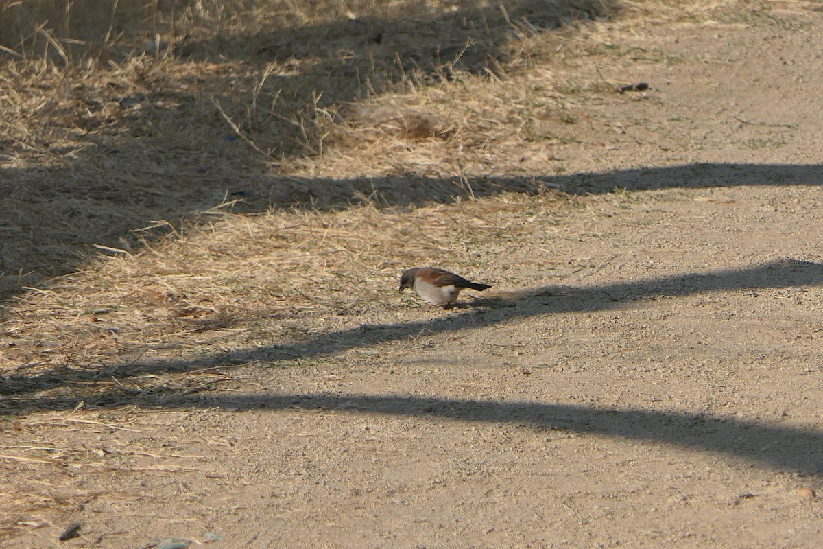 Northern Gray-headed Sparrow - ML638169616