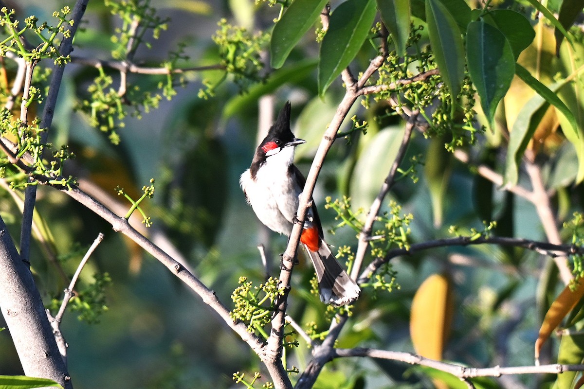 Red-whiskered Bulbul - ML638169618