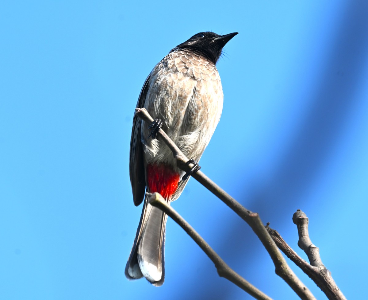 Red-vented Bulbul - ML638169626