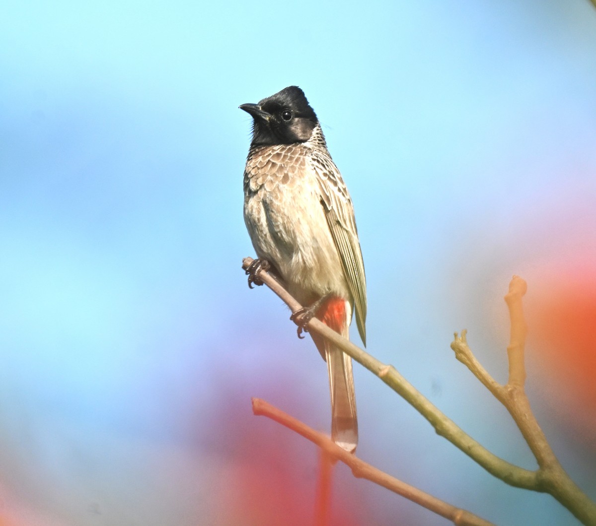 Red-vented Bulbul - ML638169627