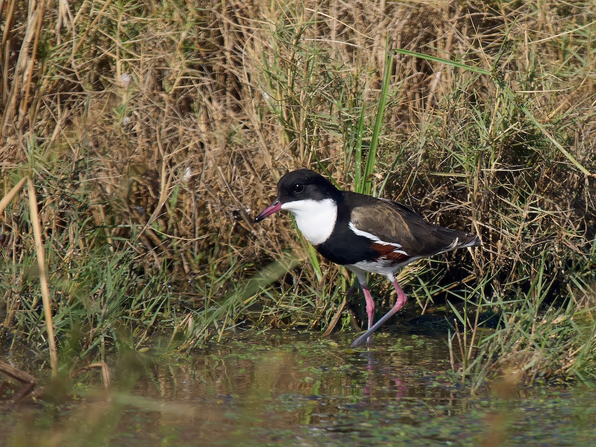 Red-kneed Dotterel - ML638169638