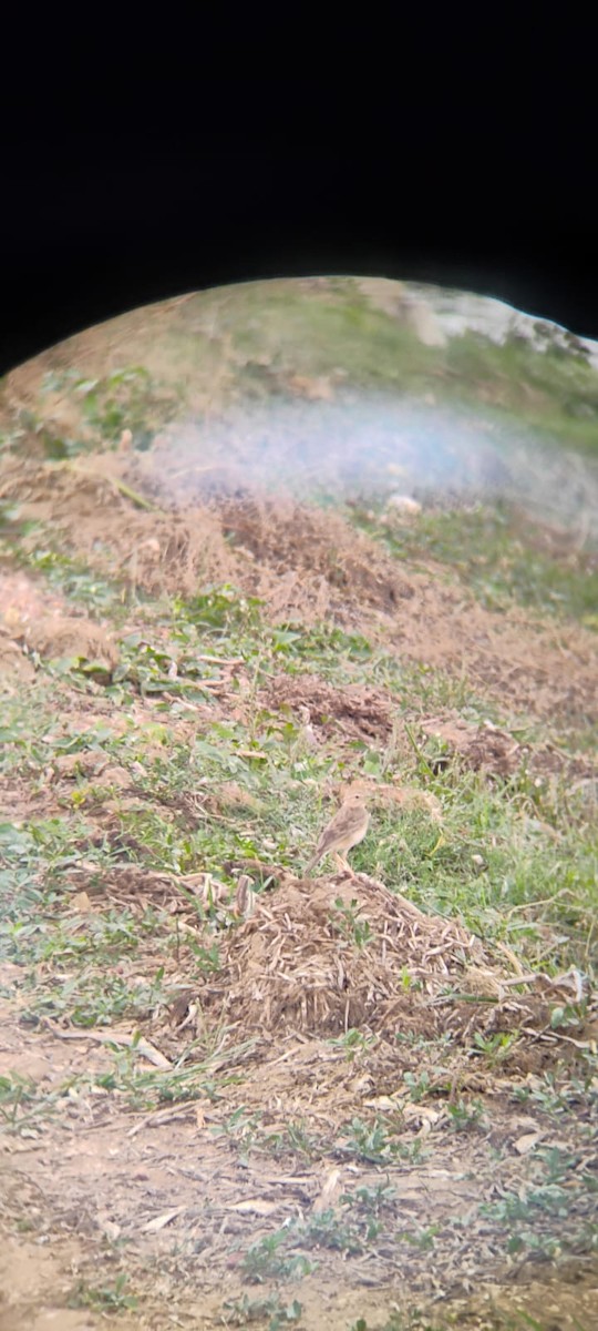 Paddyfield Pipit - ML638169645