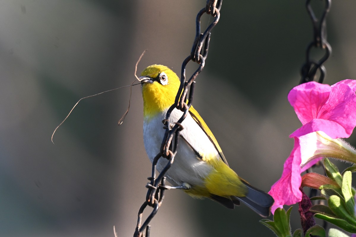 Indian White-eye - ML638169647