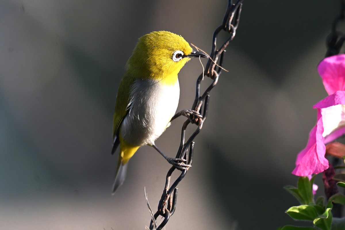 Indian White-eye - ML638169648