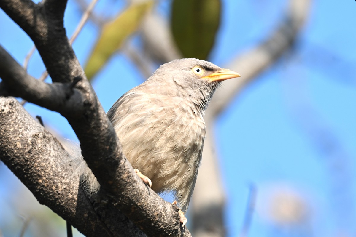 Jungle Babbler - ML638169652