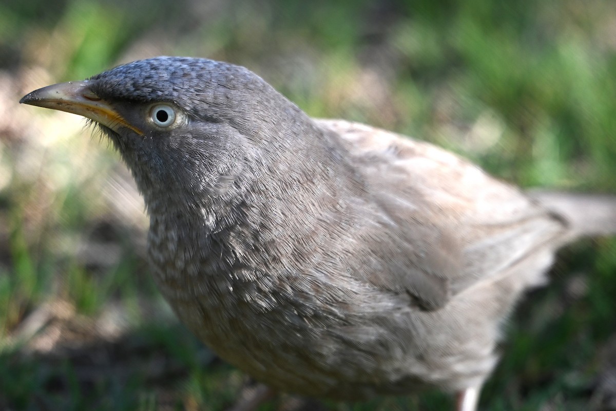 Jungle Babbler - ML638169654