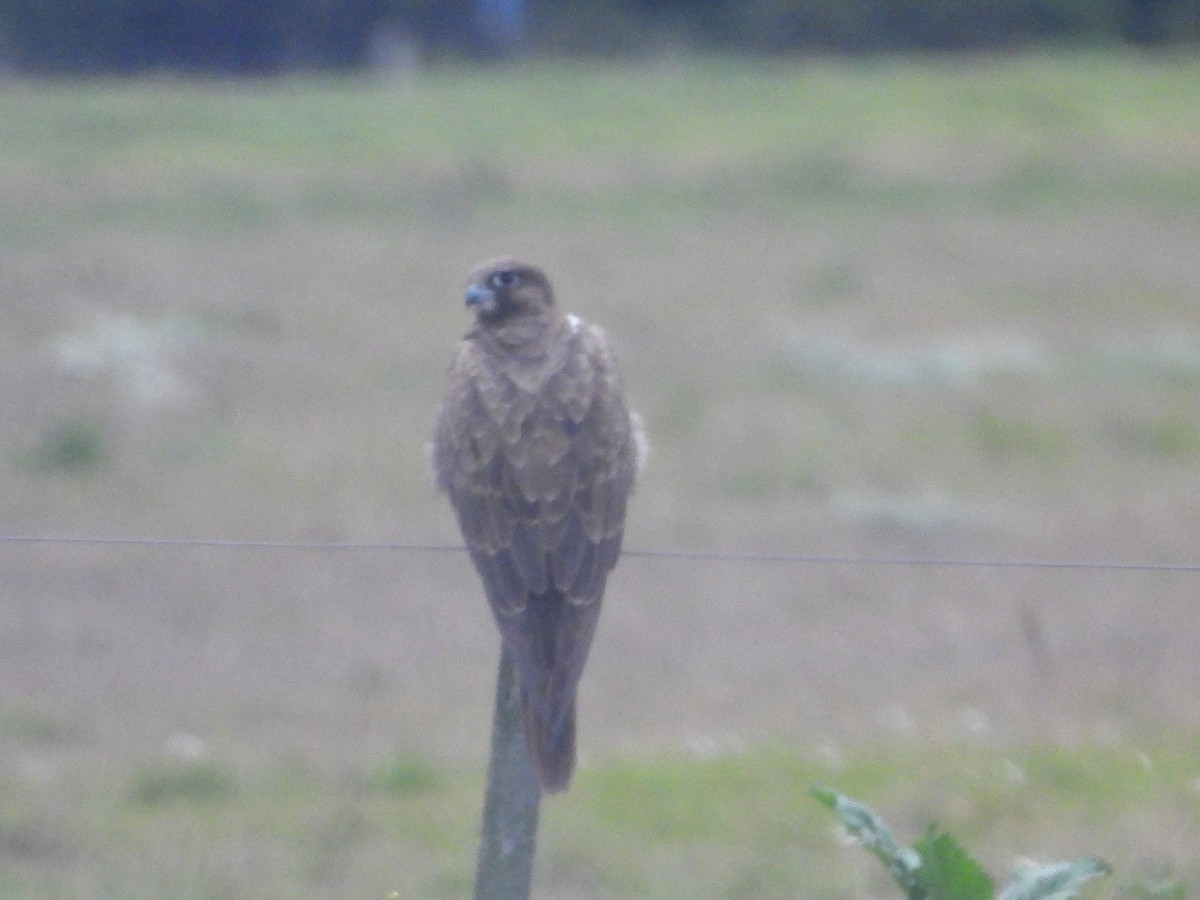 Black Falcon - ML638169656